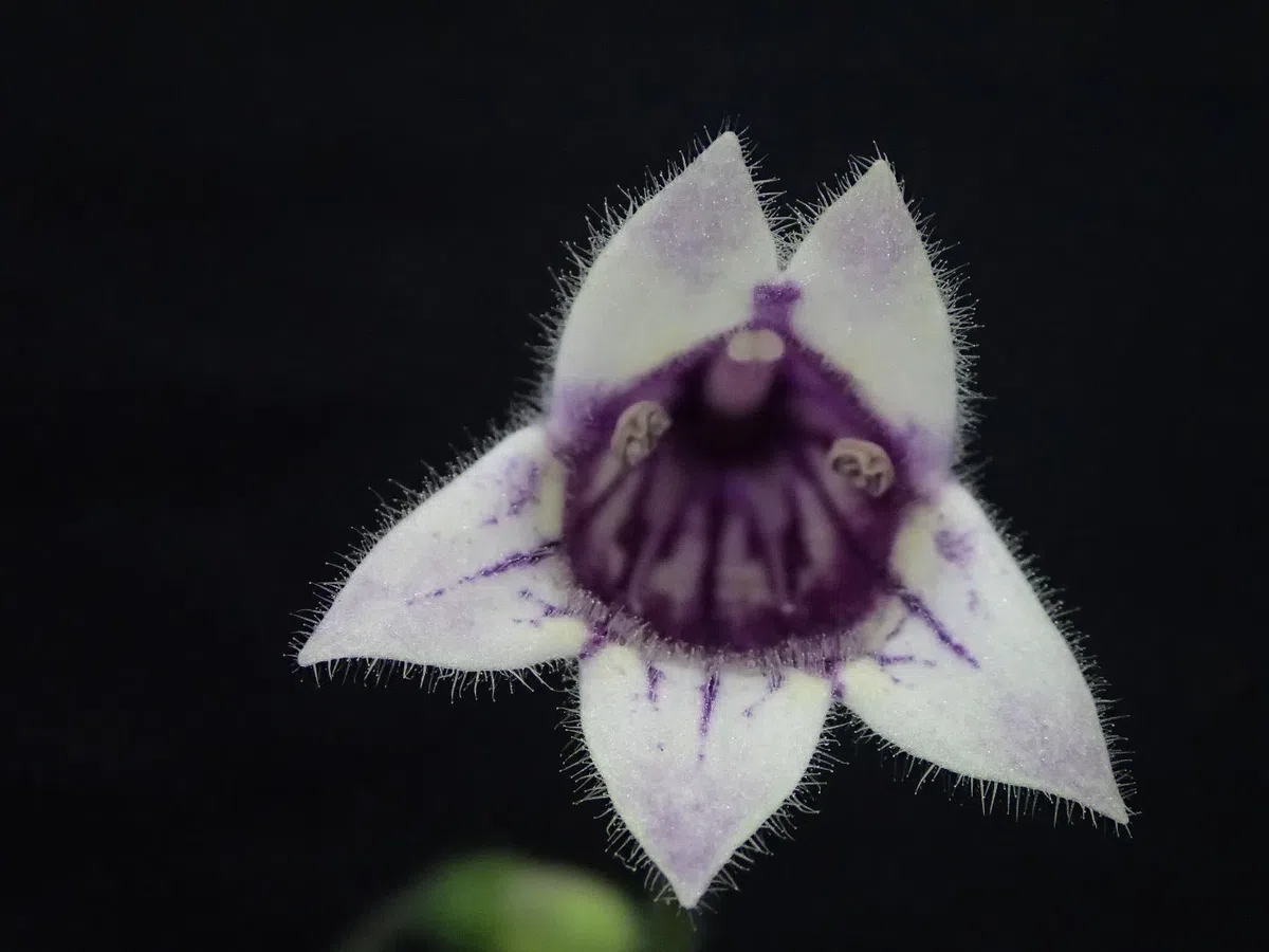 2018年度发表的苦苣苔科植物新种、新分类群和分布新记录(16)