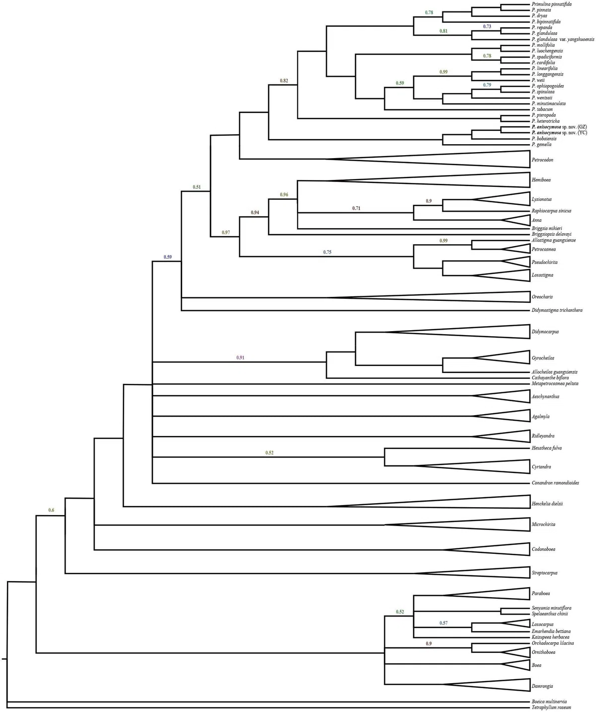 2019年度发表的苦苣苔科植物新种、新分类群和分布新记录(1)