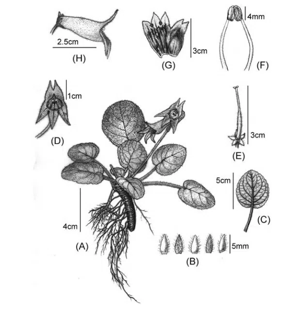2018年度发表的苦苣苔科植物新种、新分类群和分布新记录(16)
