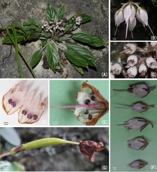 New Research Results from China in 2019 (2)