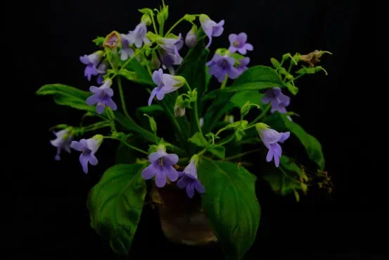 2019年度发表的苦苣苔科植物新种、新分类群和分布新记录(5)