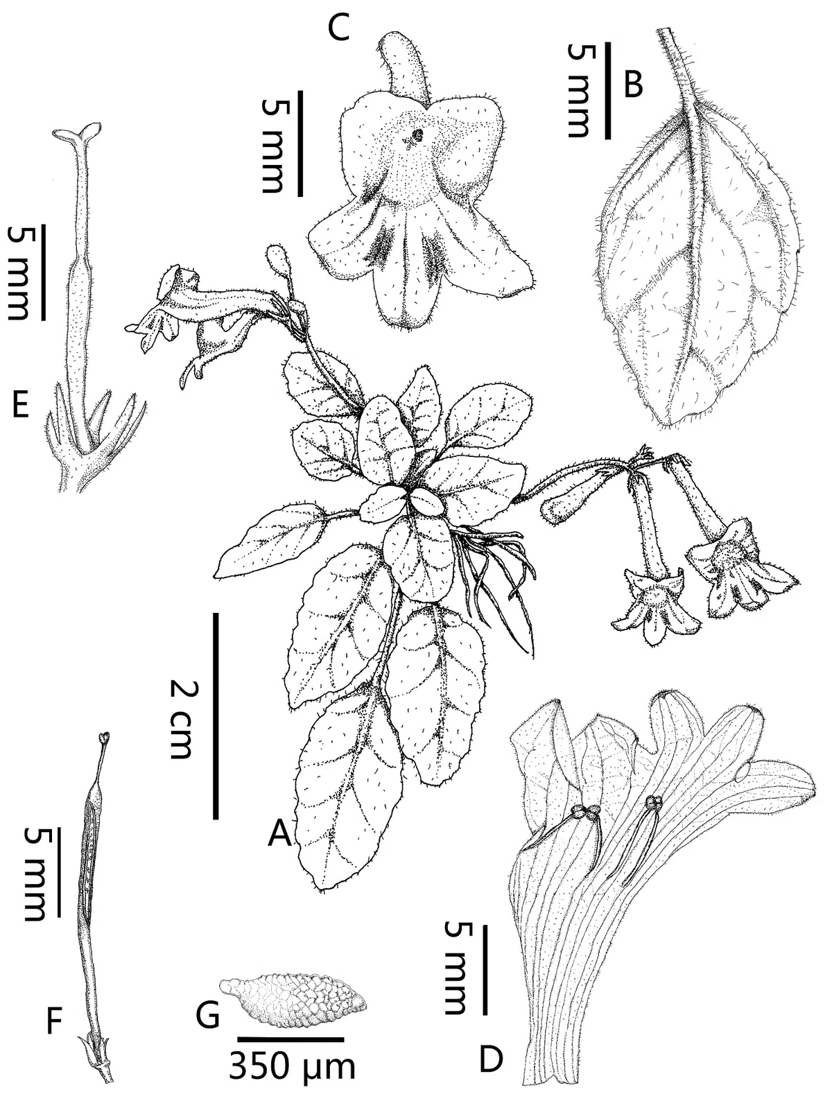 2019年度发表的苦苣苔科植物新种、新分类群和分布新记录(4)