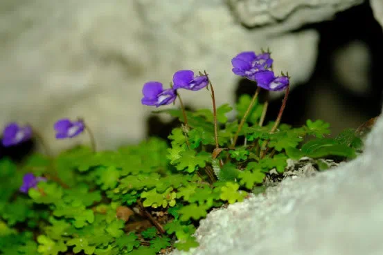 New Research Results from China in 2019 (5)