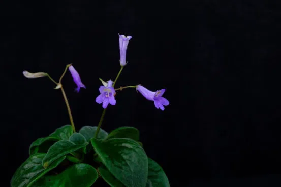 2019年度发表的苦苣苔科植物新种、新分类群和分布新记录(5)