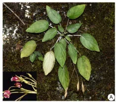 2019年度发表的苦苣苔科植物新种、新分类群和分布新记录(7)