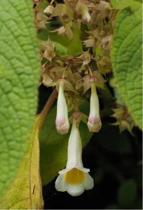 New Research Results from China in 2019 (6)