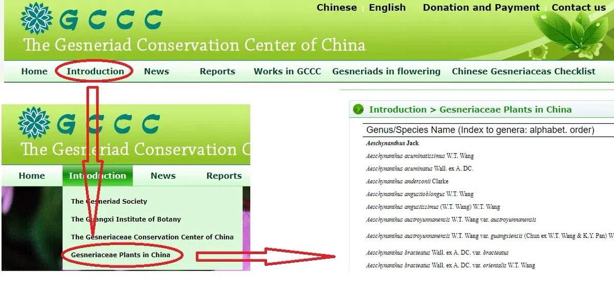 中国苦苣苔科植物名录上线了!