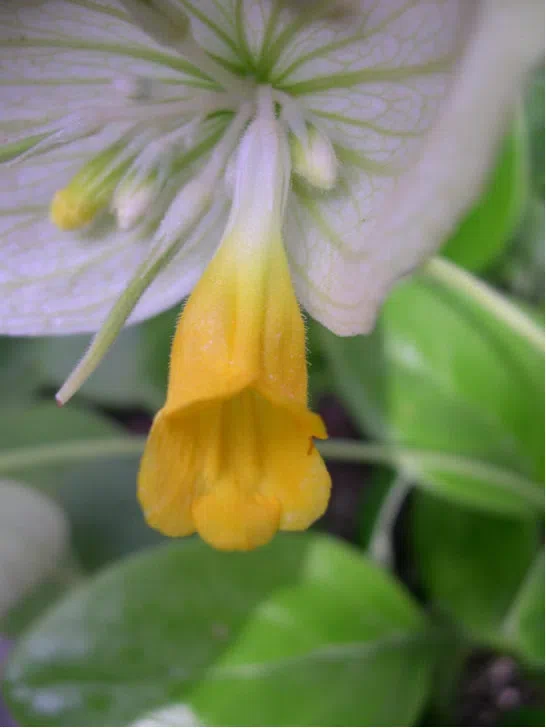 The newest published taxa and newest record of Gesneriaceae from China before 31 December 2019 (5)