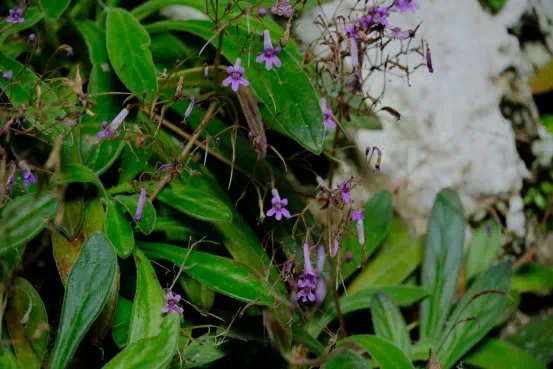 New Research Results from China in 2019 (8)