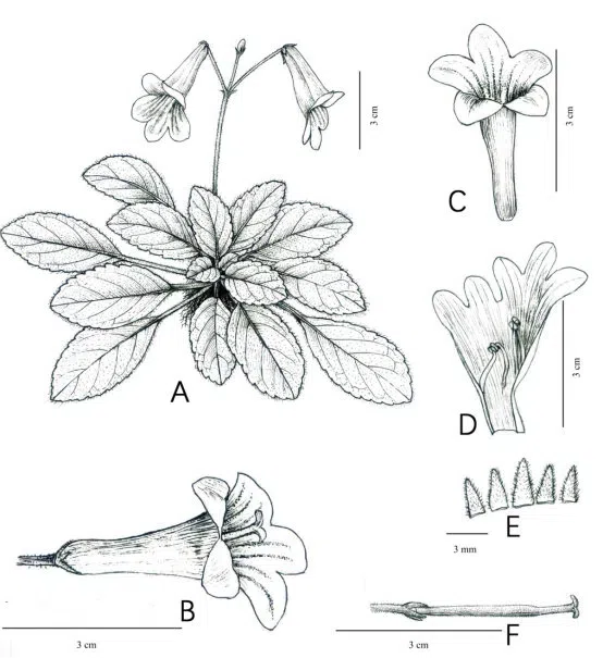 2019年度发表的苦苣苔科植物新种、新分类群和分布新记录(11)
