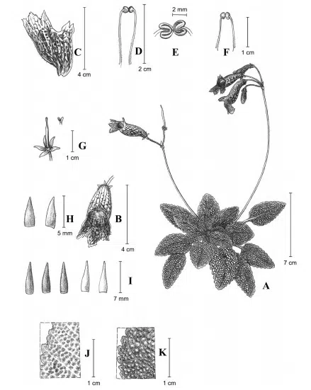 2019年度发表的苦苣苔科植物新种、新分类群和分布新记录(12)