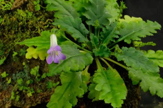 New Research Results from China in 2019 (8)