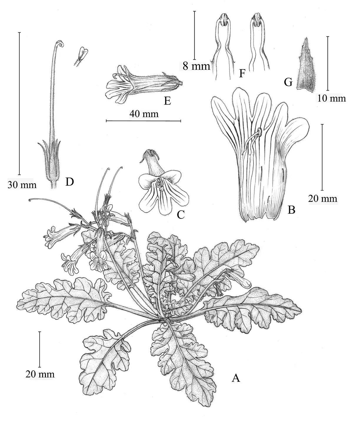 2019年度发表的苦苣苔科植物新种、新分类群和分布新记录(14)