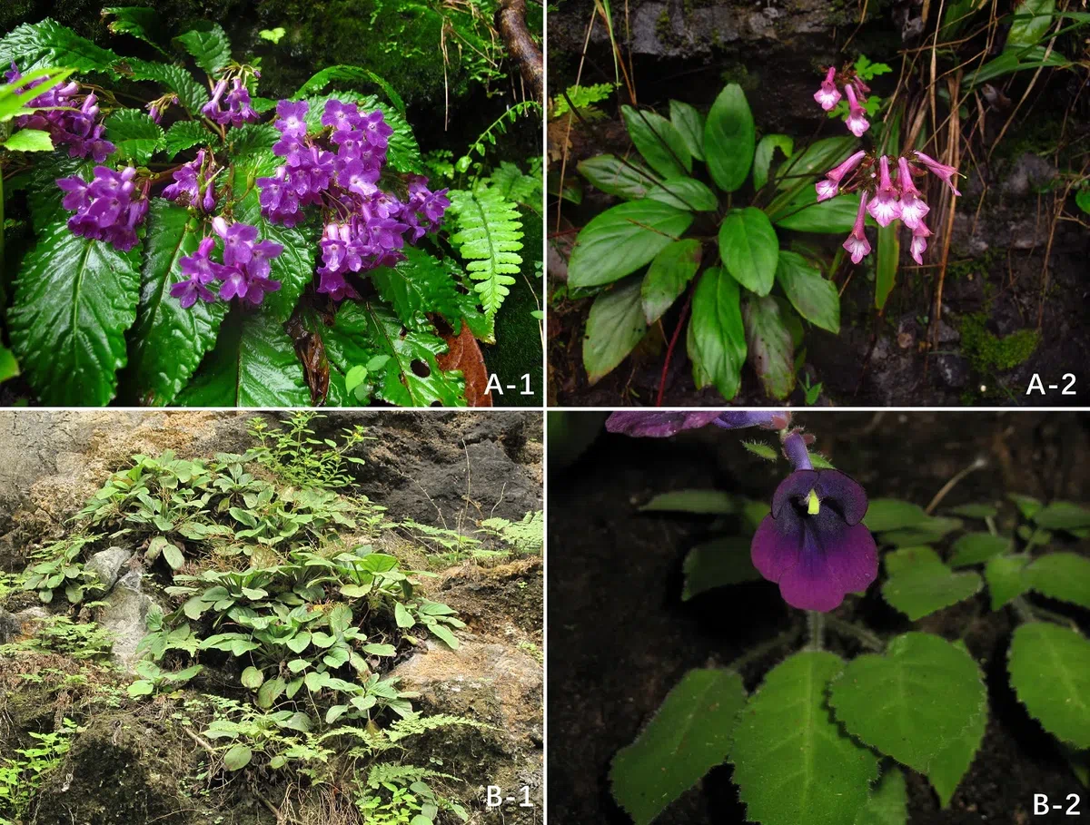 2019年度发表的苦苣苔科植物新种、新分类群和分布新记录(9)