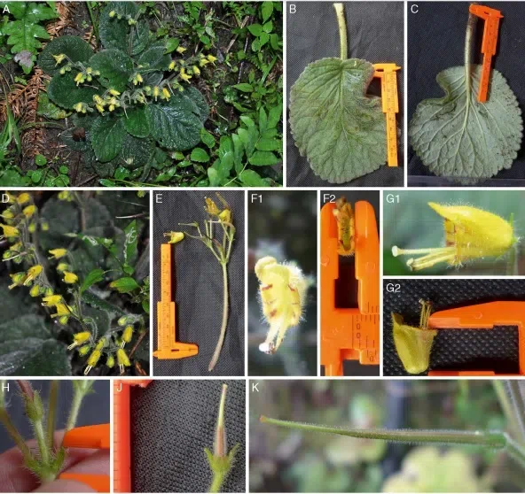 2019年度发表的苦苣苔科植物新种、新分类群和分布新记录(13)