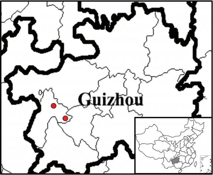 2019年度发表的苦苣苔科植物新种、新分类群和分布新记录(10)