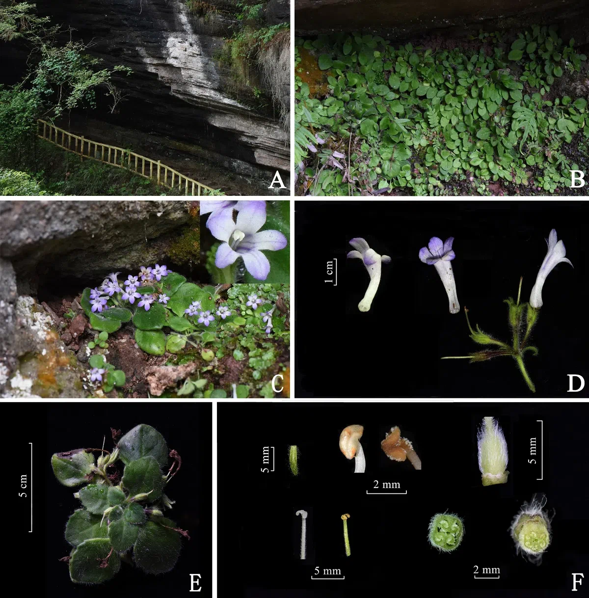 The newest published taxa and newest record of Gesneriaceae from China before 31 December 2019 (20)