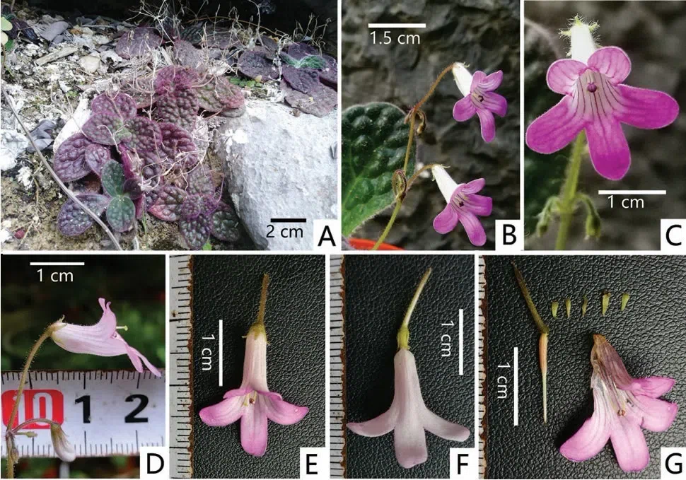 2019年度发表的苦苣苔科植物新种、新分类群和分布新记录(18)