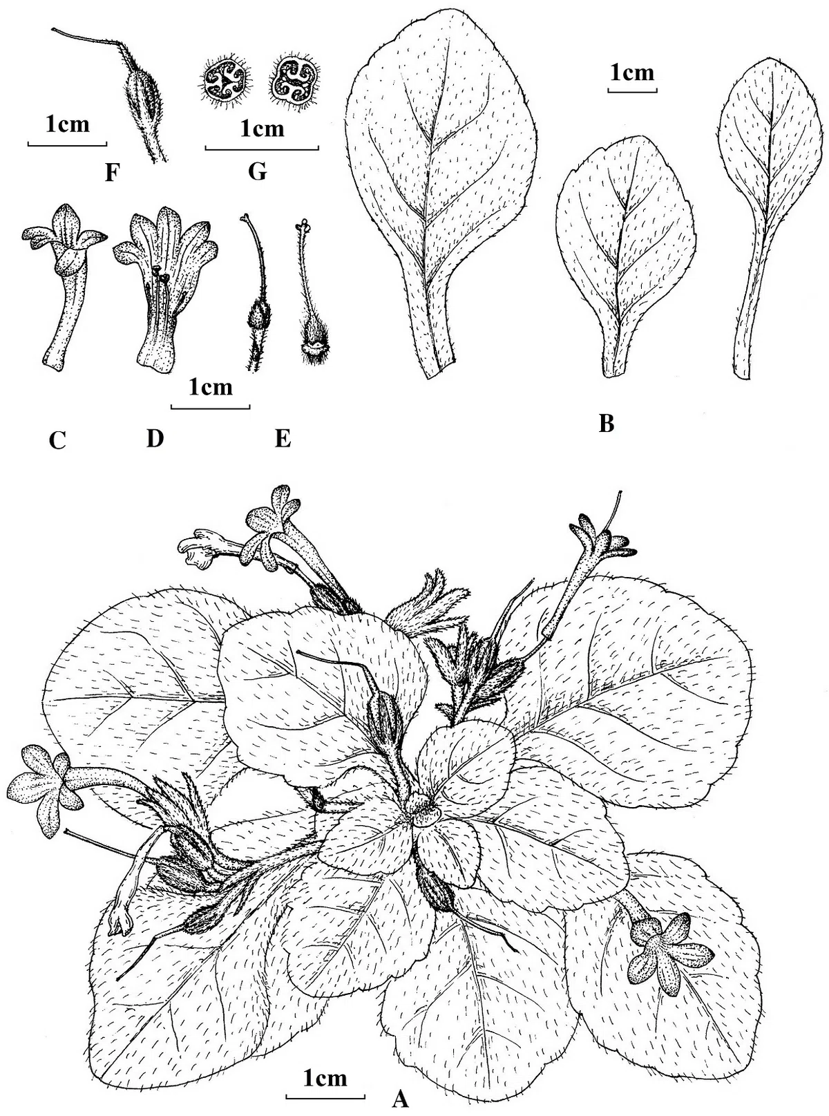 The newest published taxa and newest record of Gesneriaceae from China before 31 December 2019 (20)