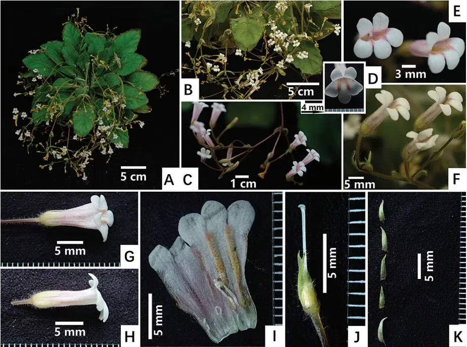 2019年度发表的苦苣苔科植物新种、新分类群和分布新记录(18)
