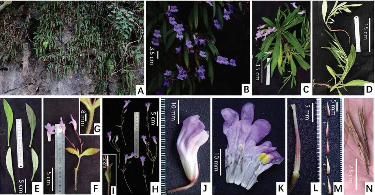 2019年度发表的苦苣苔科植物新种、新分类群和分布新记录(18)