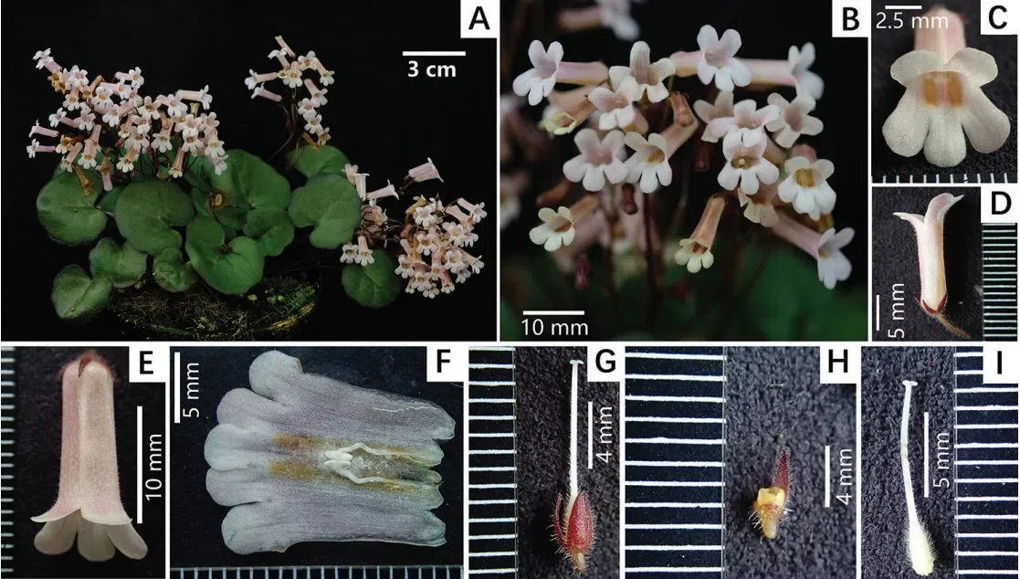 2019年度发表的苦苣苔科植物新种、新分类群和分布新记录(18)