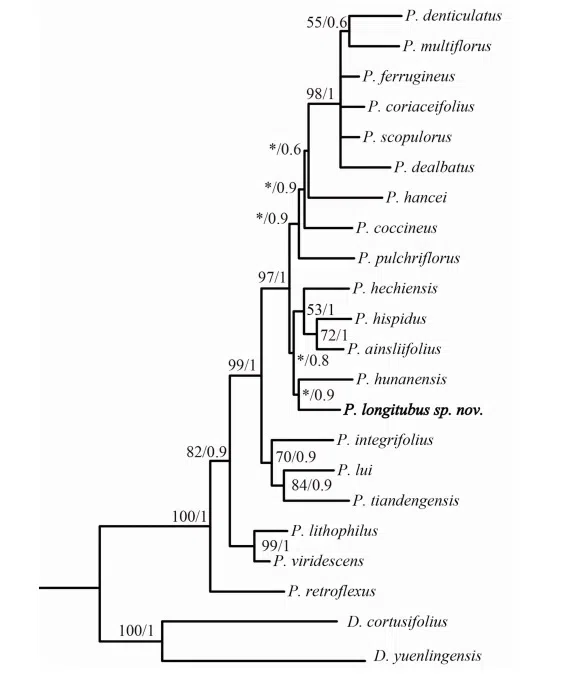 2019年度发表的苦苣苔科植物新种、新分类群和分布新记录(17)