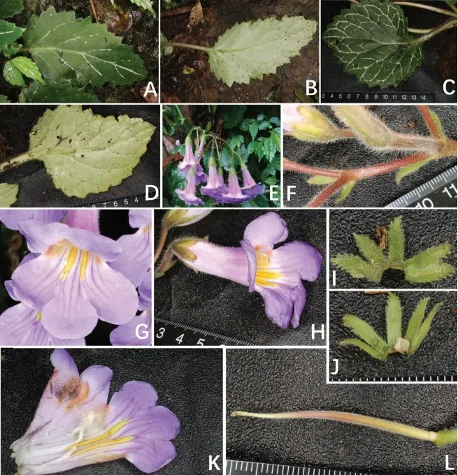 2019年度发表的苦苣苔科植物新种、新分类群和分布新记录(28)