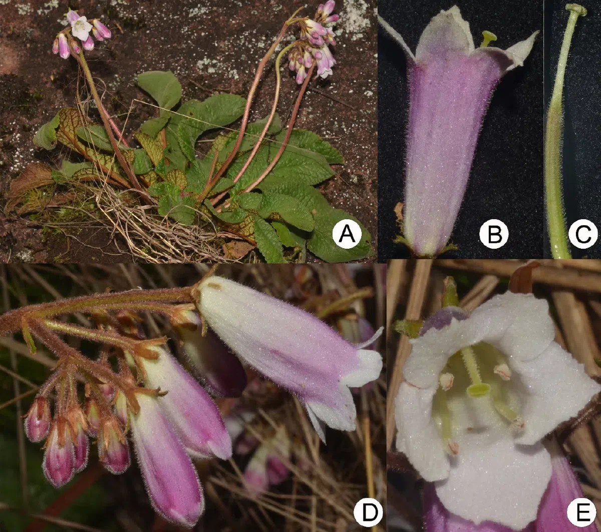2019年度发表的苦苣苔科植物新种、新分类群和分布新记录(32)