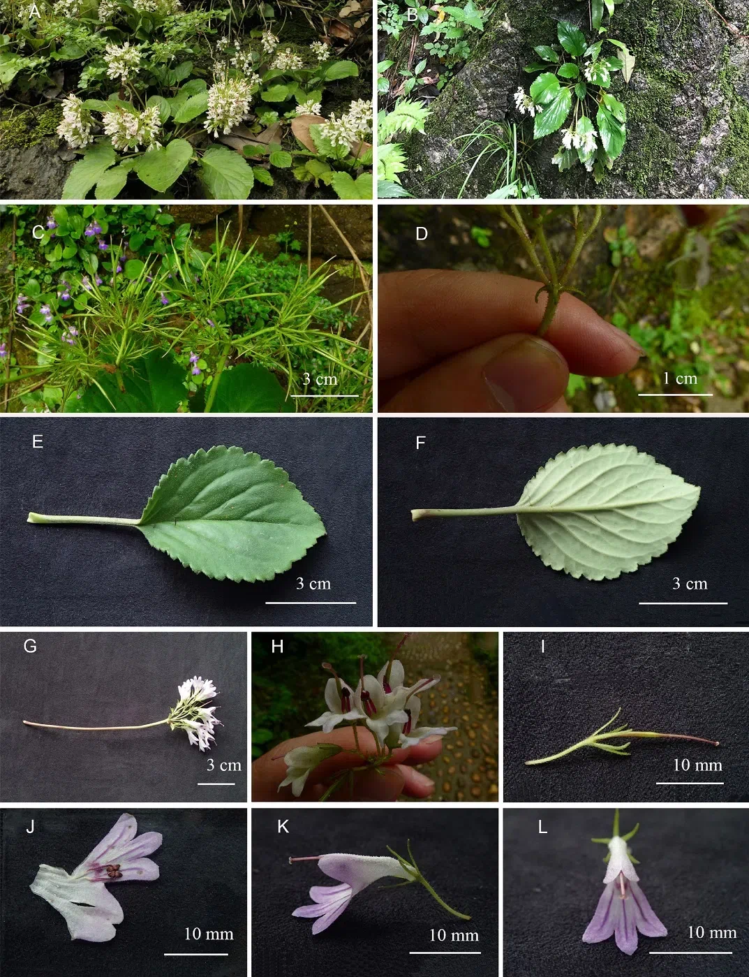 2019年度发表的苦苣苔科植物新种、新分类群和分布新记录(30)