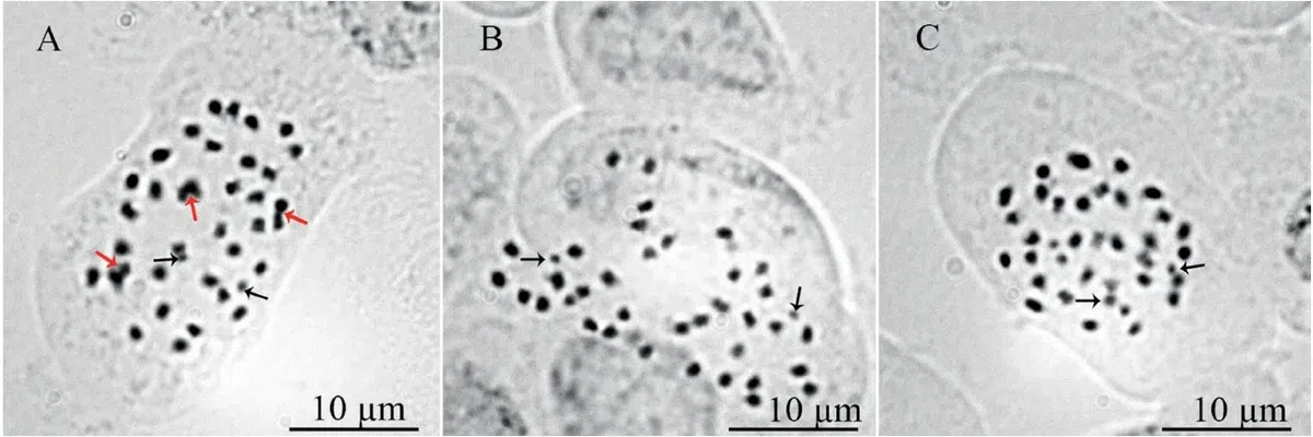 2019年度发表的苦苣苔科植物新种、新分类群和分布新记录(30)