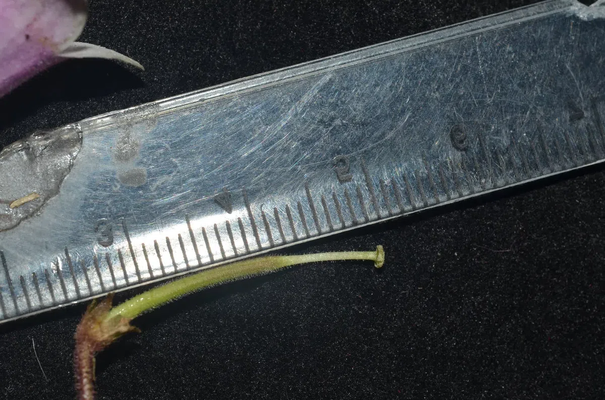 2019年度发表的苦苣苔科植物新种、新分类群和分布新记录(32)