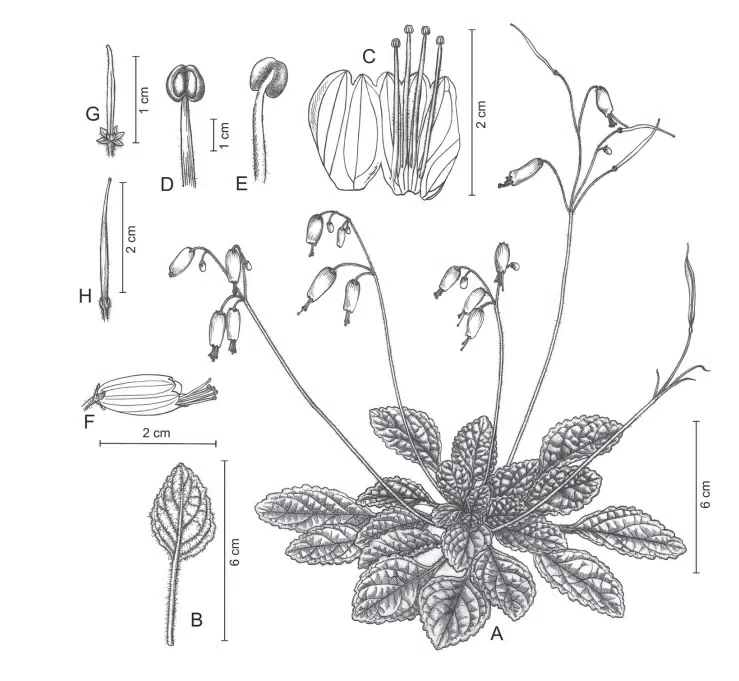2019年度发表的苦苣苔科植物新种、新分类群和分布新记录(29)