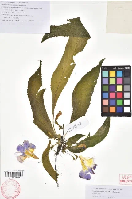 2019年度发表的苦苣苔科植物新种、新分类群和分布新记录(23)