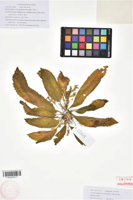 2019年度发表的苦苣苔科植物新种、新分类群和分布新记录(23)