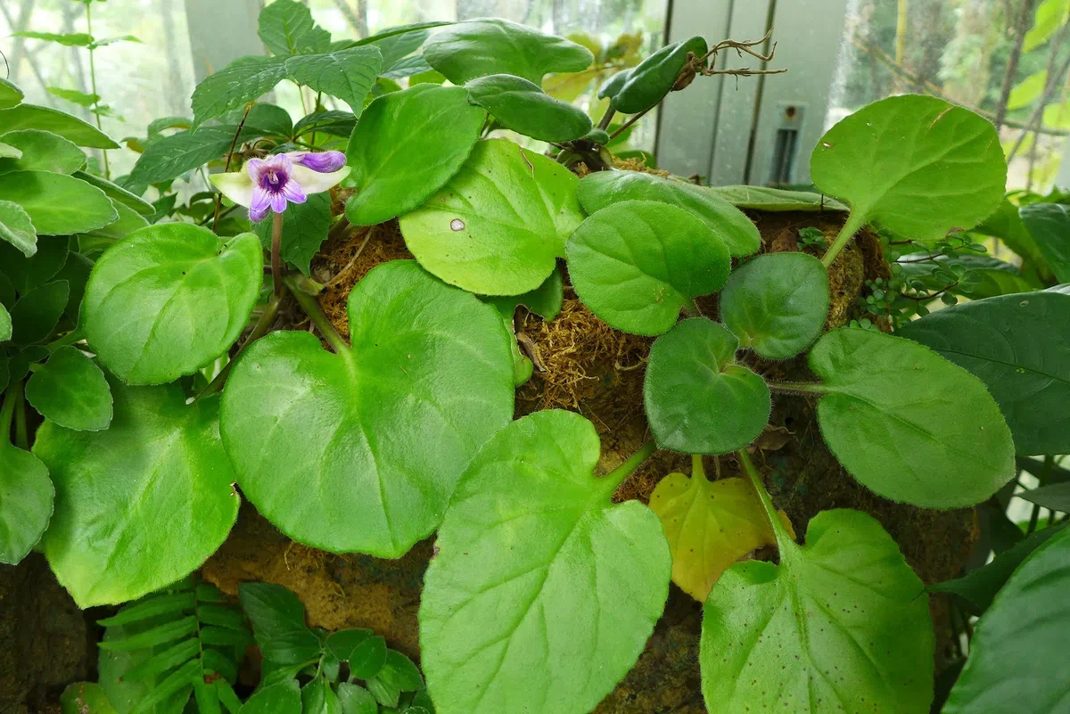 New Research Results from China in 2020(1)