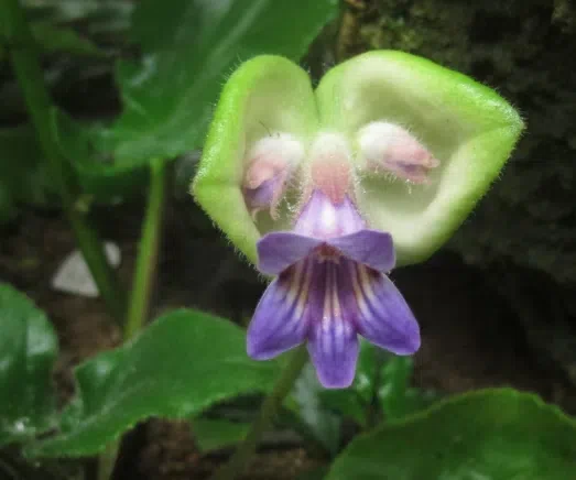 New Research Results from China in 2020(1)