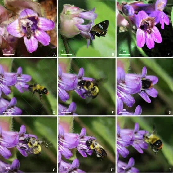 New Research Results from China in 2020(1)