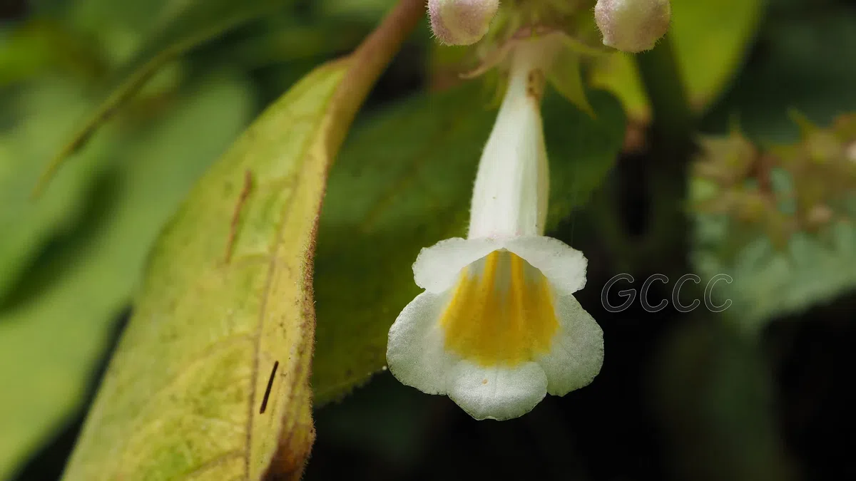 New Research Results from China in 2020(2)