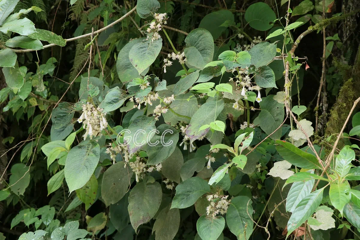 New Research Results from China in 2020(2)