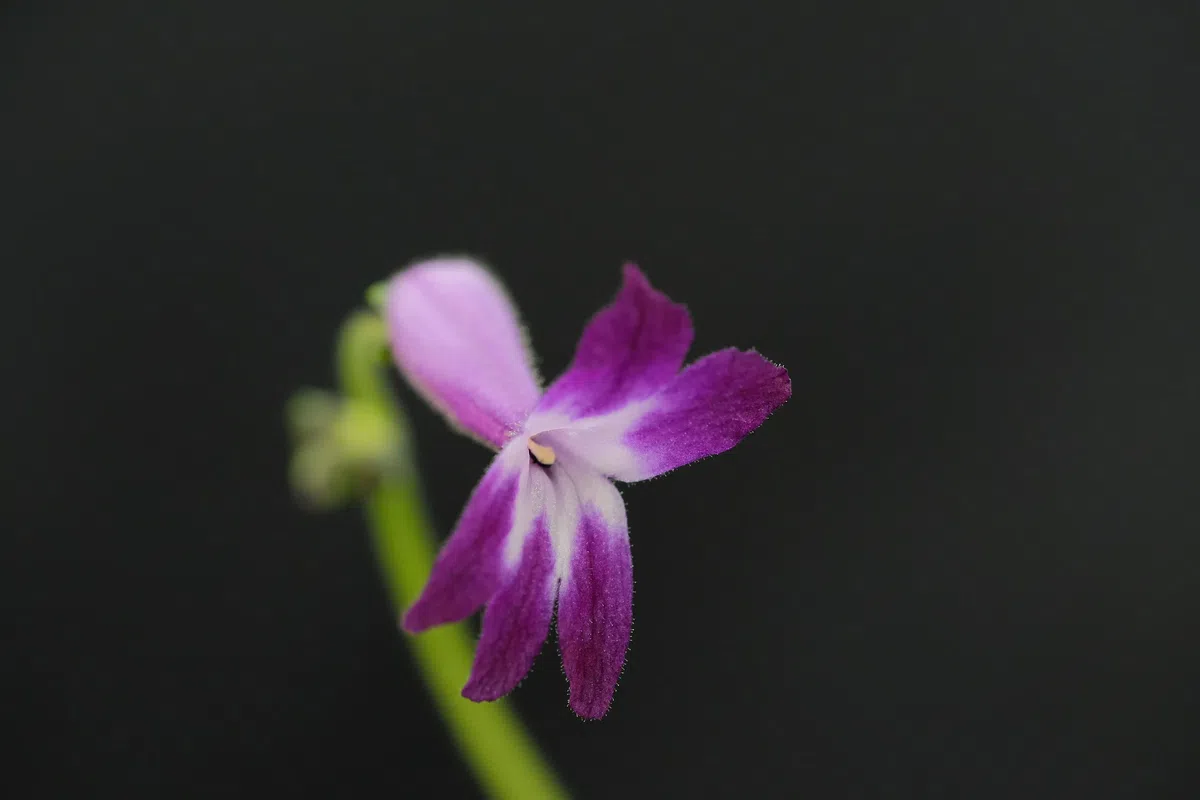 The newest published taxa and newest record of Gesneriaceae from China before 31 December 2020 (7)
