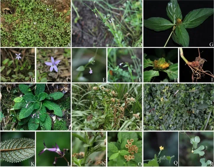 2020年度发表的苦苣苔科植物新种、新分类群和分布新记录(7)