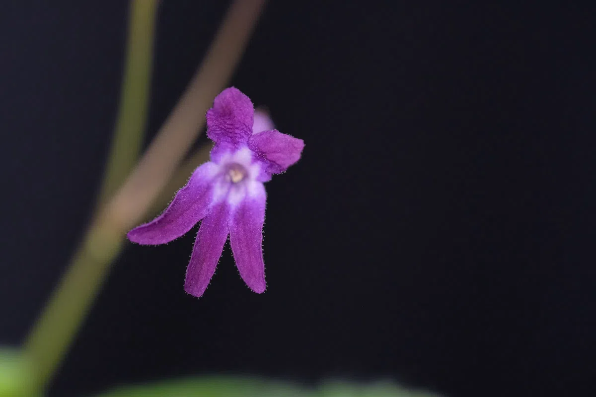 The newest published taxa and newest record of Gesneriaceae from China before 31 December 2020 (7)