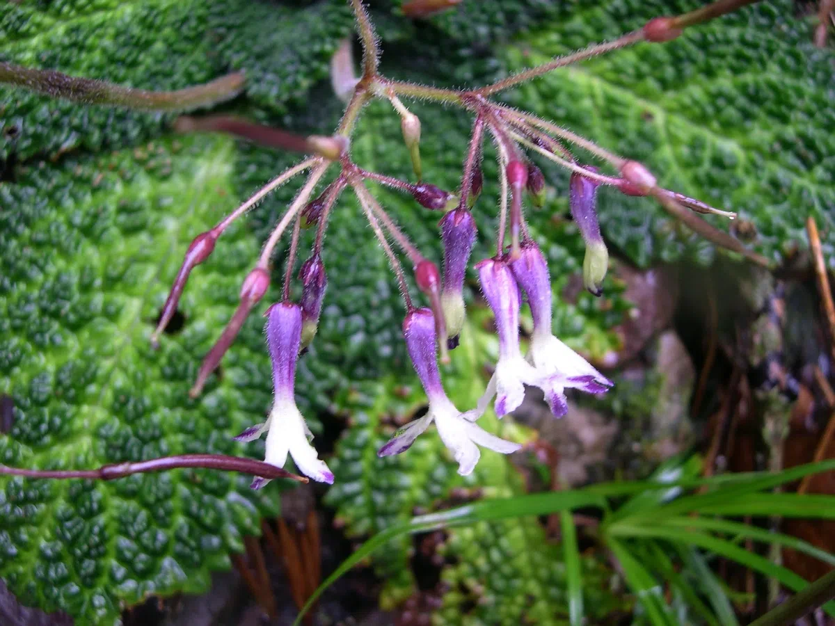 The newest published taxa and newest record of Gesneriaceae from China before 31 December 2020 (7)