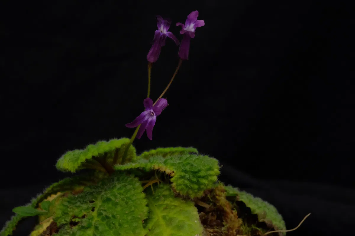 The newest published taxa and newest record of Gesneriaceae from China before 31 December 2020 (7)