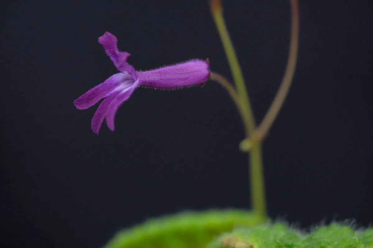 2020年度发表的苦苣苔科植物新种、新分类群和分布新记录(7)