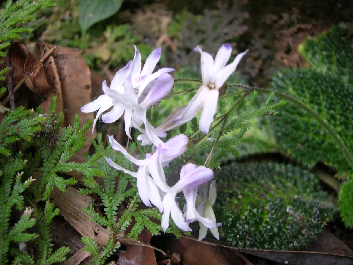 The newest published taxa and newest record of Gesneriaceae from China before 31 December 2020 (7)