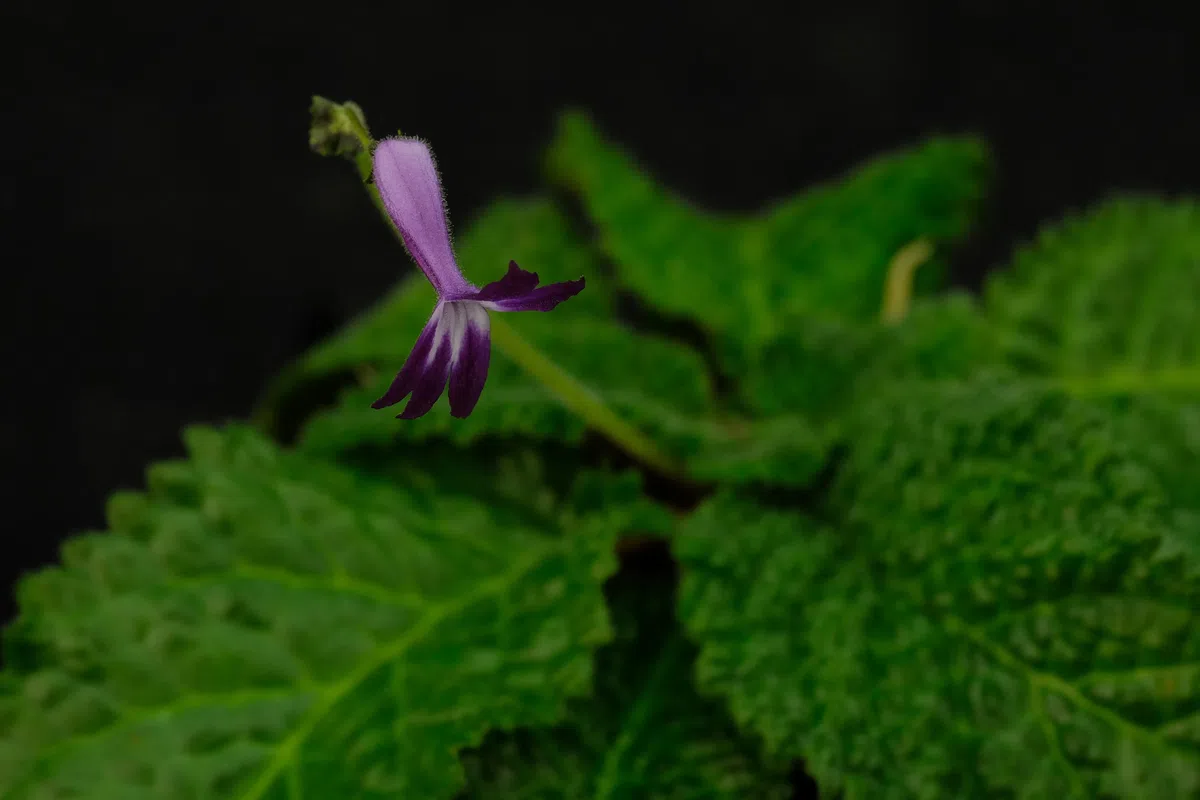 The newest published taxa and newest record of Gesneriaceae from China before 31 December 2020 (7)