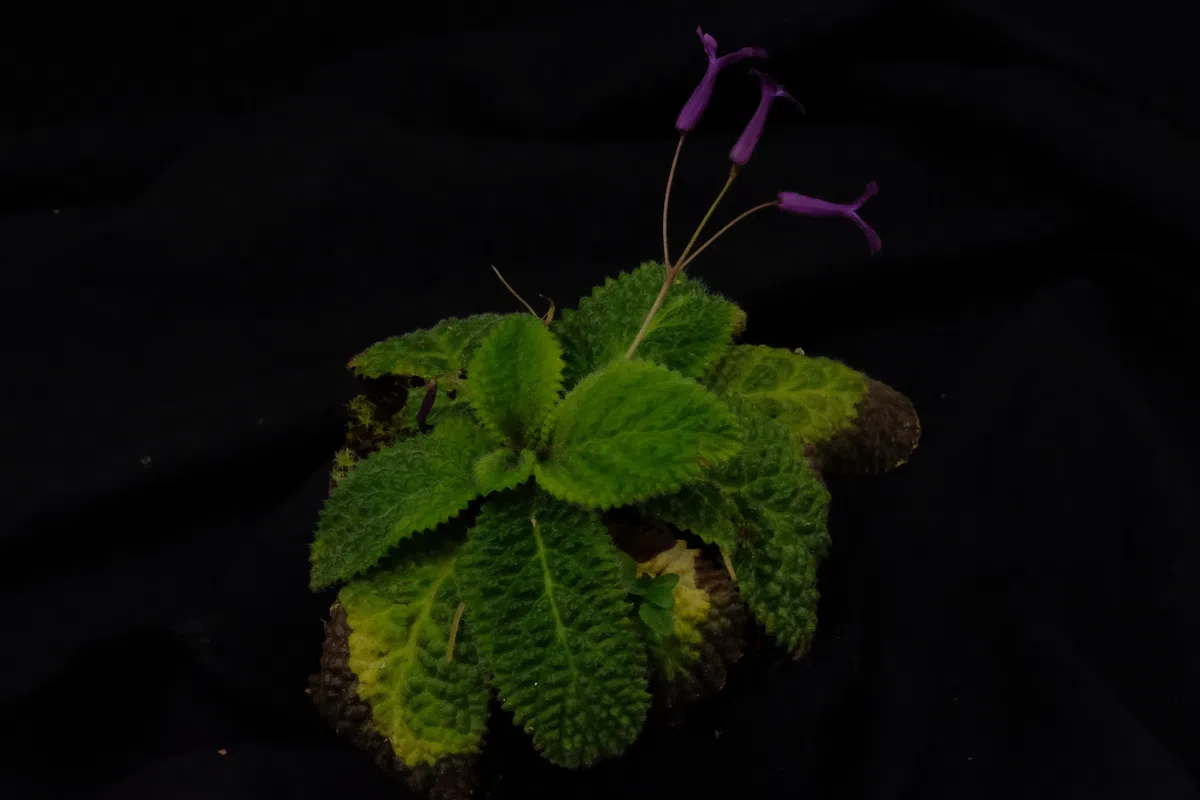 2020年度发表的苦苣苔科植物新种、新分类群和分布新记录(7)