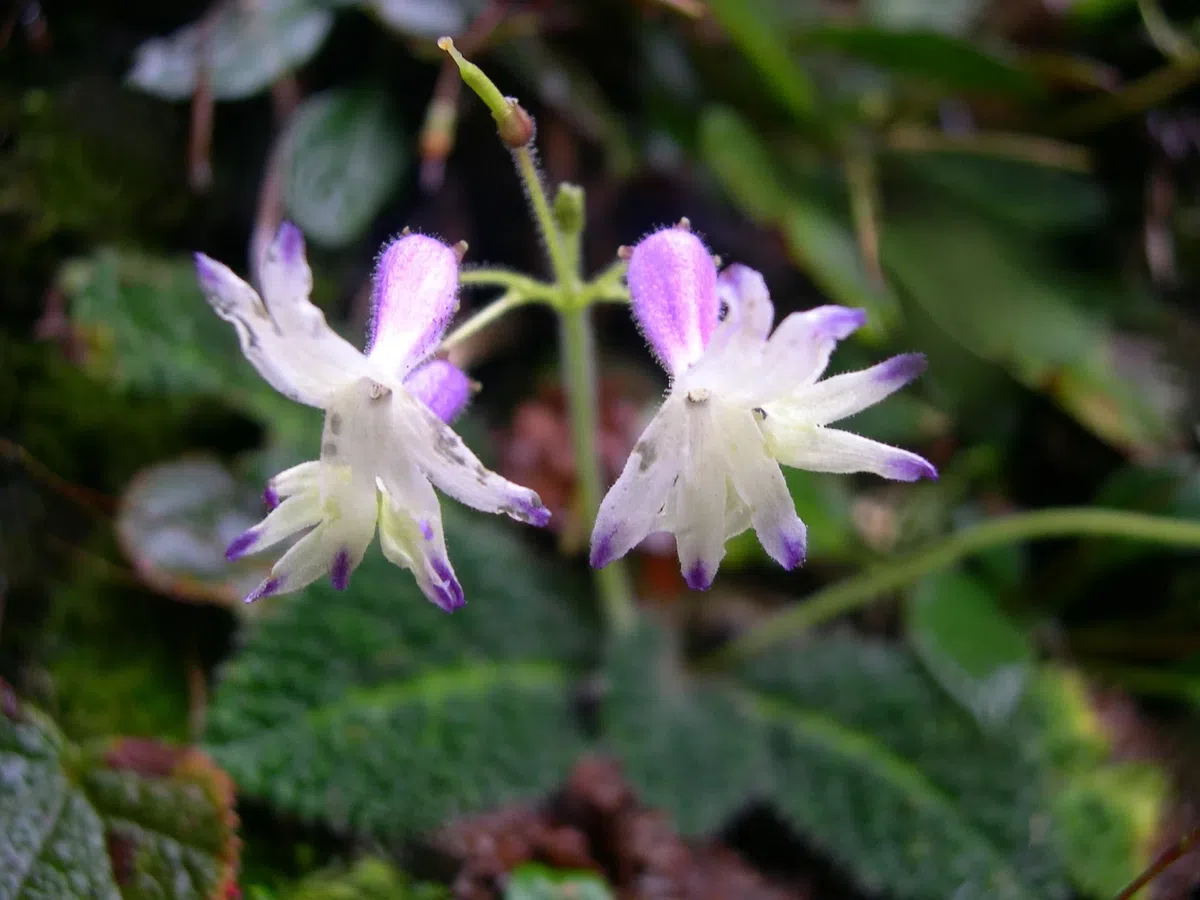 The newest published taxa and newest record of Gesneriaceae from China before 31 December 2020 (7)